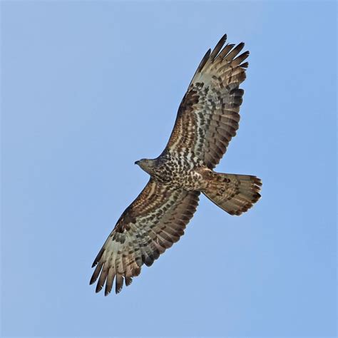 Honey Buzzard | Identification Guide | Bird Spot