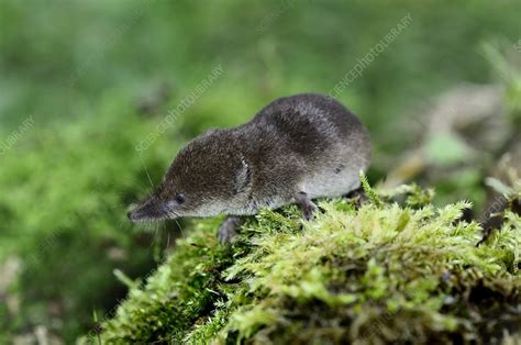 Common shrew - Stock Image - C024/2749 - Science Photo Library