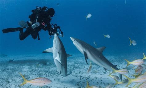 10 tips para bucear o snorkelar con Tiburones