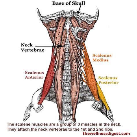 Scalene Muscles: Neck, Shoulder, Chest, Upper Back, Arm, Pain - The ...