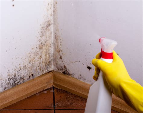 3 Step Guide For Removing Mold in Your Home - styleourlife.com