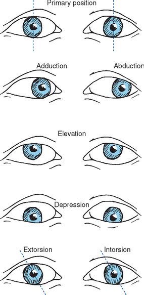 Abduction And Adduction Eyes