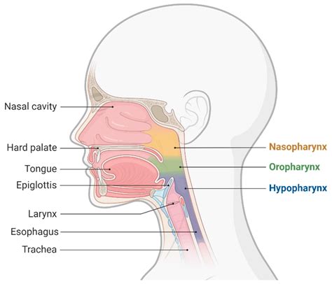 Airway Ultrasound for Anesthesia and Intensive Care Patients ...