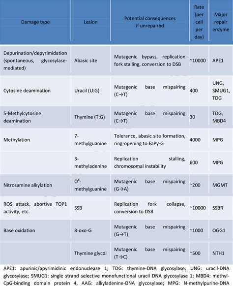 Table 1 from Coordination of DNA single strand break repair. | Semantic ...