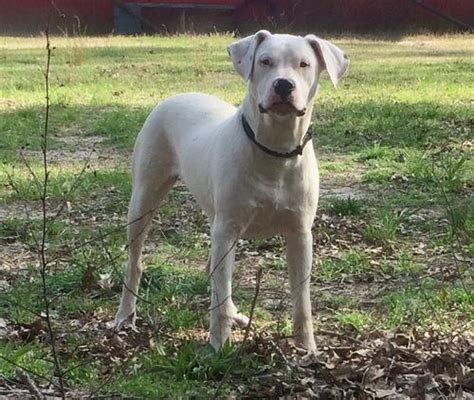 Dogo Argentino Puppy for Sale - Adoption, Rescue for Sale in Magnolia ...