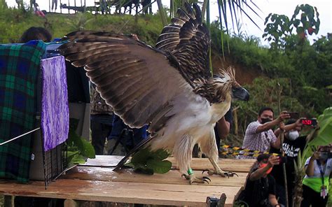 Rescued Philippine Eagle Is Released in Mount Busa, Sarangani