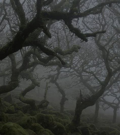 foggy forest | Dark landscape, Dark nature aesthetic, Dark forest aesthetic