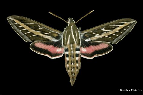 The G2 Gallery Opens Moths at LArge by Jim des Rivières – National Moth ...