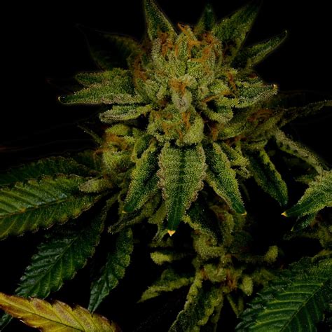 Buy GG4 Auto Autoflower Seeds | Premium Cultivars