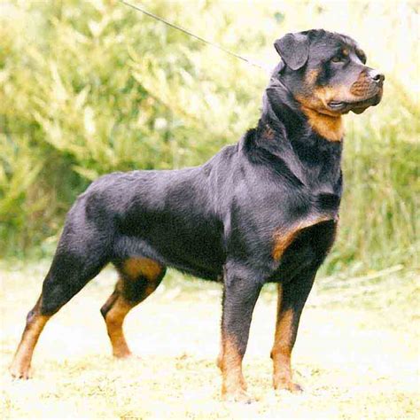 Rottweiler Dog | Interesting Facts & New Pictures | All Wildlife ...