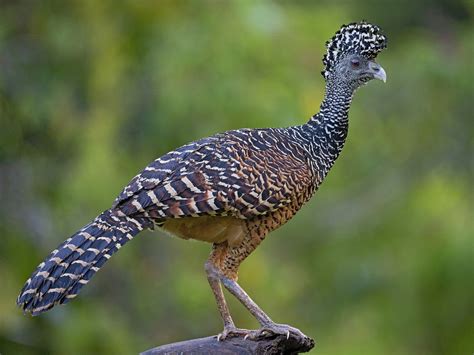 Great Curassow - eBird