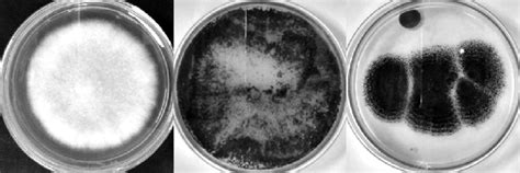 Entomopathogenic fungi isolated. | Download Scientific Diagram