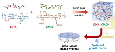 Schematic representations of the oxidized hyaluronic acid-carboxymethyl ...