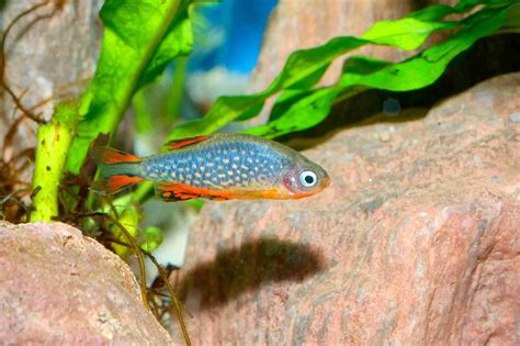 Celestial Pearl Danio Care - Diet, Tank Mates, Tank Setup, & More