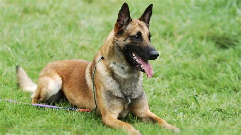 100 Best Belgian Malinois Dog Names! (2023) - We Love Doodles