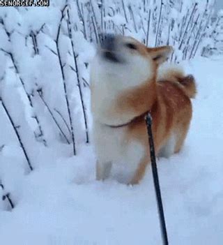 GIF dog shake shiba - animated GIF on GIFER