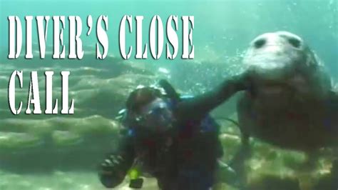 TWO-TON ELEPHANT SEAL ATTACKS HELPLESS DIVER! - YouTube