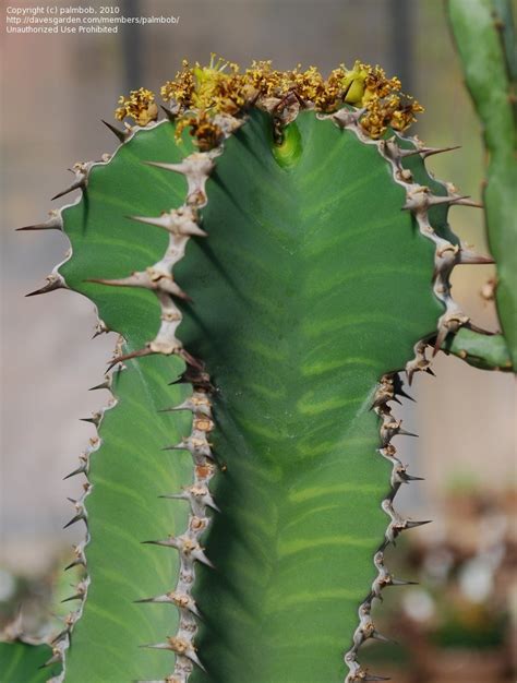 Euphorbia Cactus Types