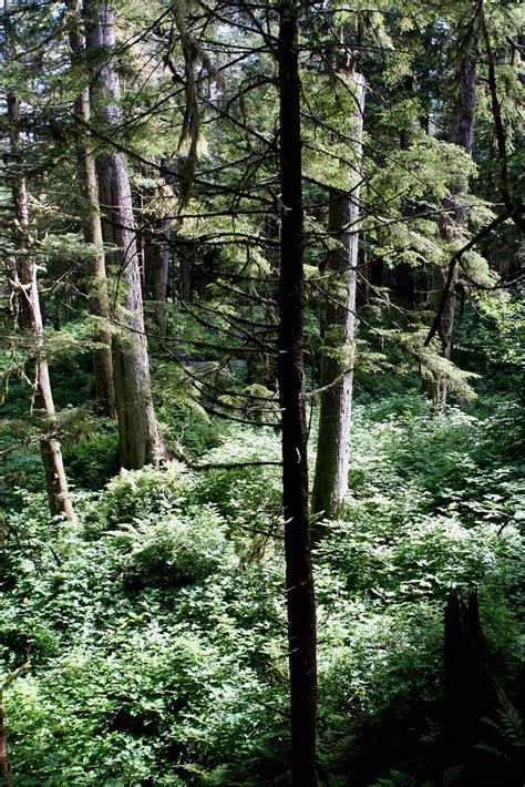 Ketchikan RainForest Sanctuary | markrees | Flickr