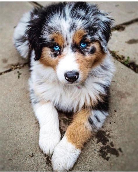 Australien Hund - hund stubenrein bekommen