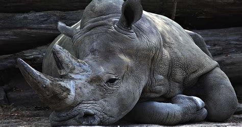 Black Rhinoceros: Facts, Extinction and Population - Safari Avventura