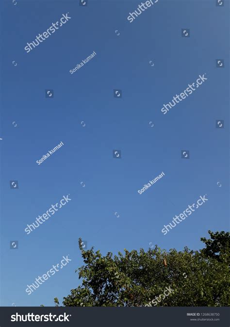 Beautiful Blue Sky Green Tree Images Stock Photo 1268638750 | Shutterstock