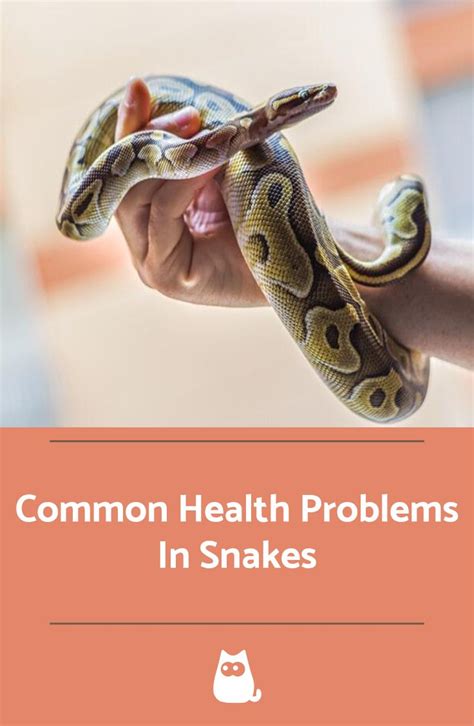 It is imperative that snake owners know how to quickly recognize common ...