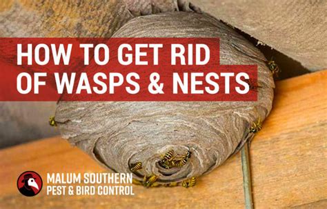 How to Get Rid of Wasps | Guide to Wasp Control & Nest Removal