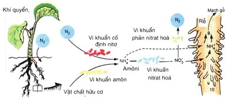 Enzim tham gia cố định nitơ phân tử của các vi khuẩn thuộc chi Rh