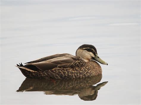 Identifying Mallard x Pacific Black Duck Hybrids - eBird Australia