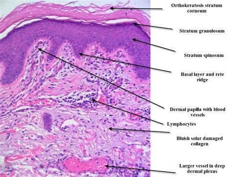 Histologia Da Pele