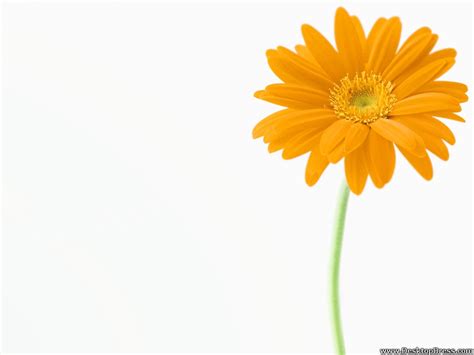 🔥 [50+] Yellow Daisy Wallpapers | WallpaperSafari