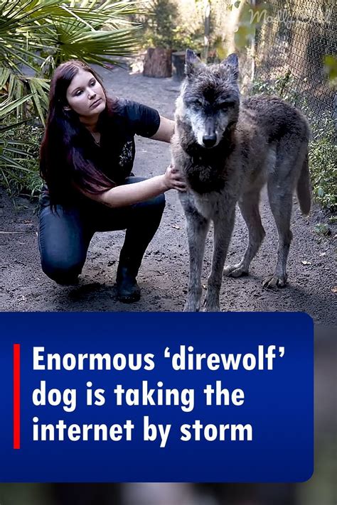 A wolfdog in Florida has become a viral sensation after his handler ...