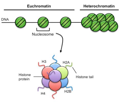 Euchromatin