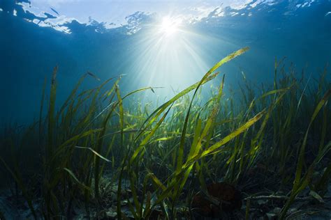 Seagrass meadows help remove dangerous bacteria from ocean water | New ...