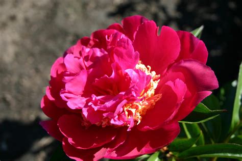 Comanche – Parkland Peonies