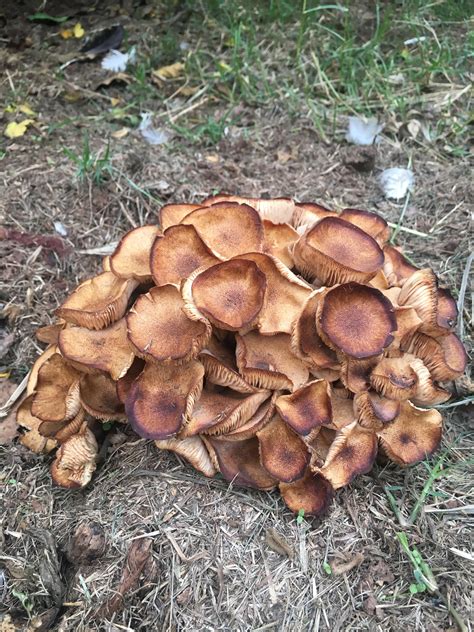 Any ideas? Found in my yard in Oklahoma. #mycology #fungi #mushrooms # ...