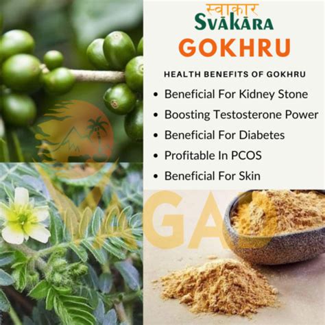 5 Health Benefits Of Gokhru / Gokshura in Traditional Ayurveda