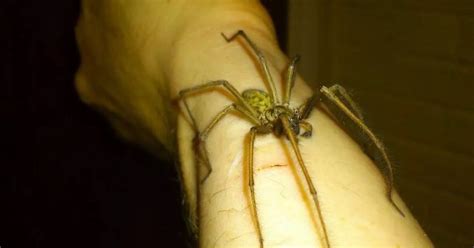 Your photos of giant spiders spotted in North East homes and gardens ...