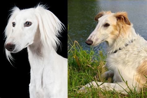 Borzoi vs Saluki - National Borzoi Club