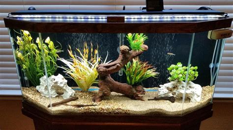 30 Gallon Freshwater Aquarium Setup | Peces de acuario, Diseño de ...