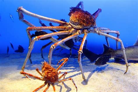 15 Gigantic Japanese Spider Crab Facts - Fact Animal