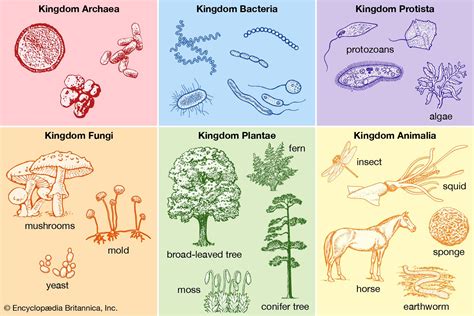 biological classification - Students | Britannica Kids | Homework Help