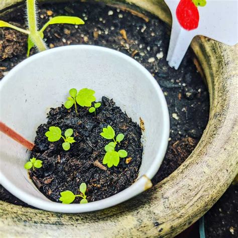 Top 20+ How To Harvest Strawberry Seeds