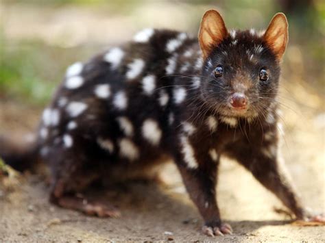 Australia’s top 20 animals facing extinction | The Courier Mail