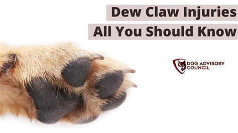 Dew Claw Injuries - All You Should Know | Dog Advisory Council