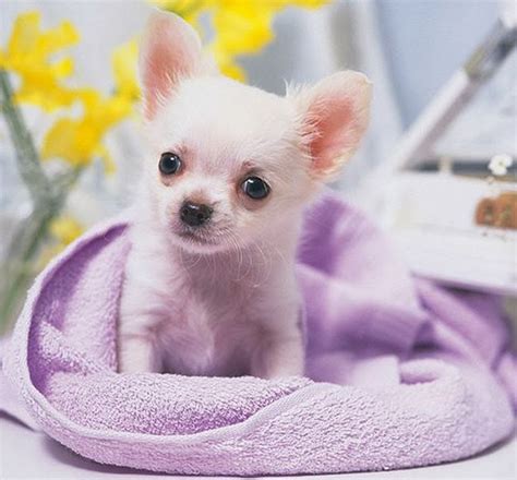 teacup chihuahua | mini chihuahua |different breeds of dogs|cute puppy ...