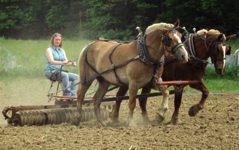 work horses 018 - Homestead Hustle