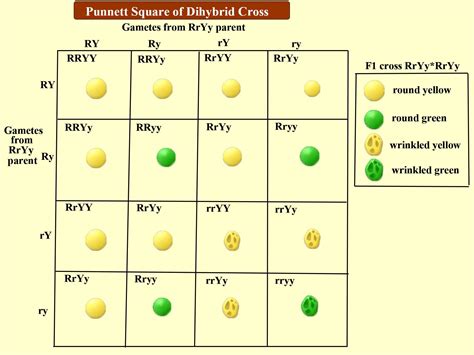 Dihybrid Cross Definition