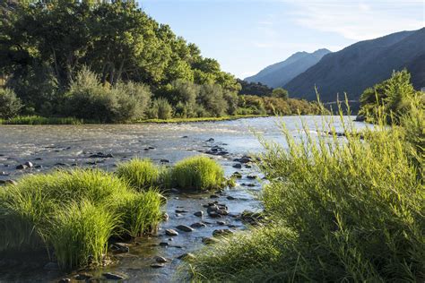 What Kind of Plants Live Along the River Banks?